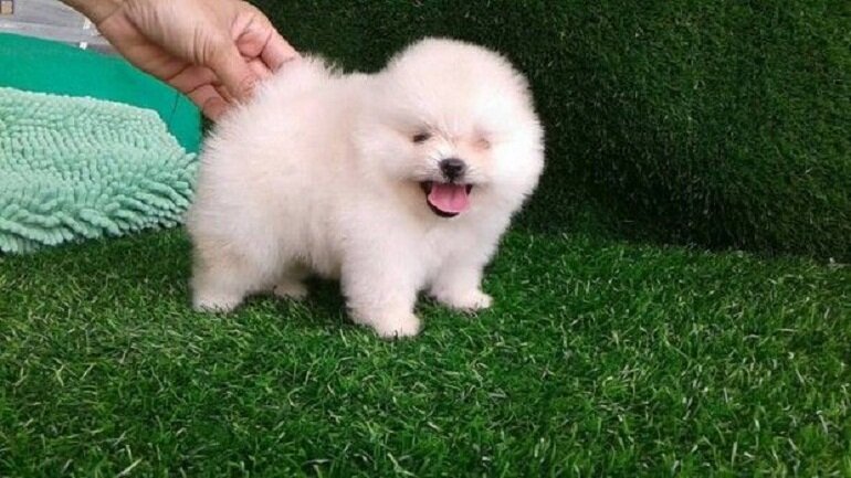 Food for Pomeranians from 2 to 4 months old must still be soft and smooth