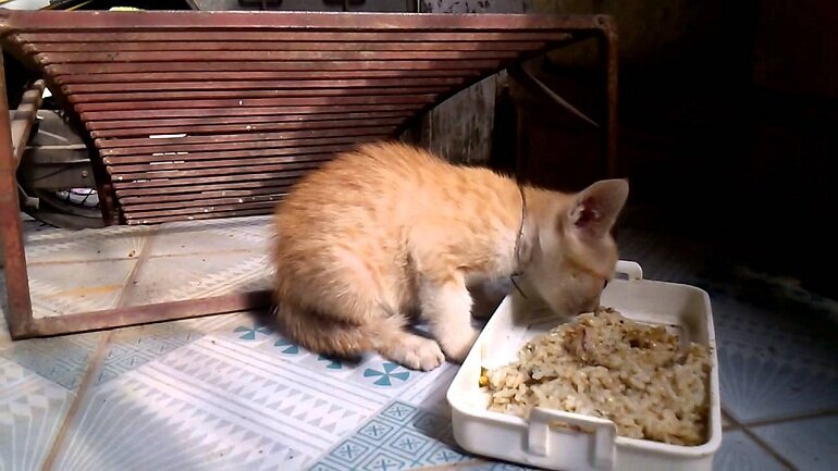Không cho mèo con ăn các thức ăn đã hỏng, ôi thiu hoặc quá hạn sử dụng