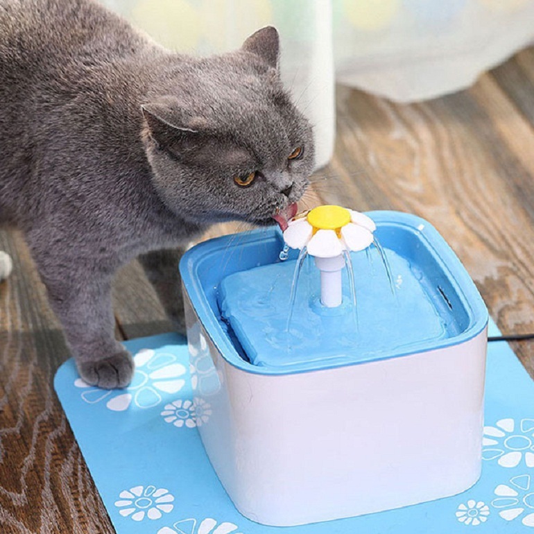 Đừng quên cho mèo uống thêm nước tránh tình trạng bị táo bón, bị bệnh về tiêu hóa và sỏi thận