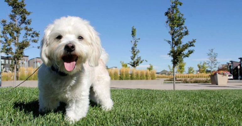 Boss Poodle dog has super long fur