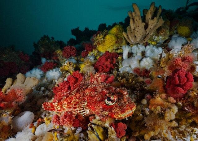 Red Irish lord sculpin. (Photo by David Hall)