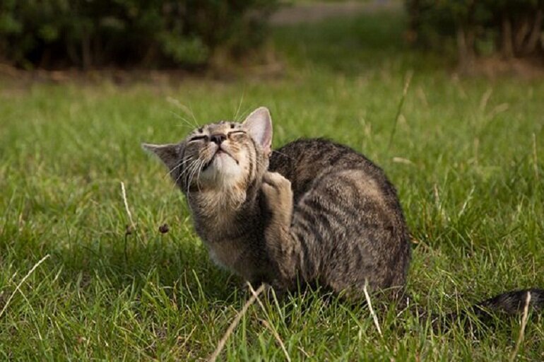 Fleas and ticks parasitize the cat's body, making it uncomfortable and itchy.