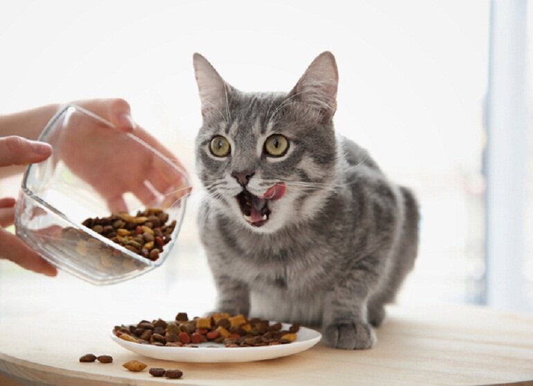 Thức ăn cho mèo minino an toàn tuyệt đối