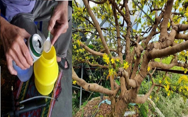 Tips for using beer to water yellow apricot trees help the tree eliminate leaf-eating pests