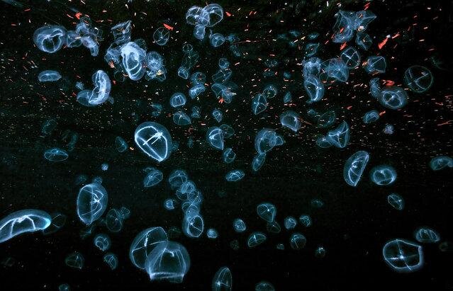 Cross jellyfish with surface debris. (Photo by David Hall)
