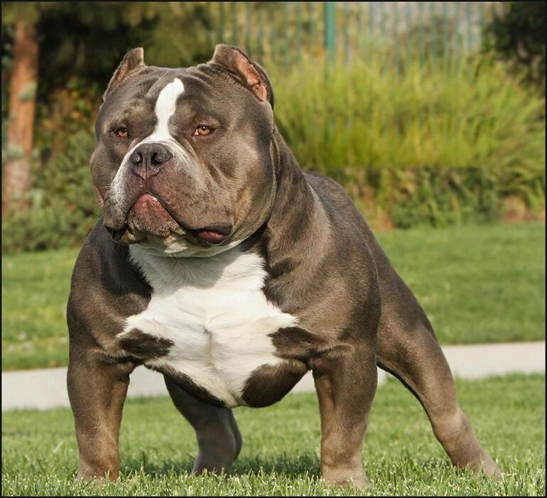 Chó Pitbull có xuất xứ từ Mỹ