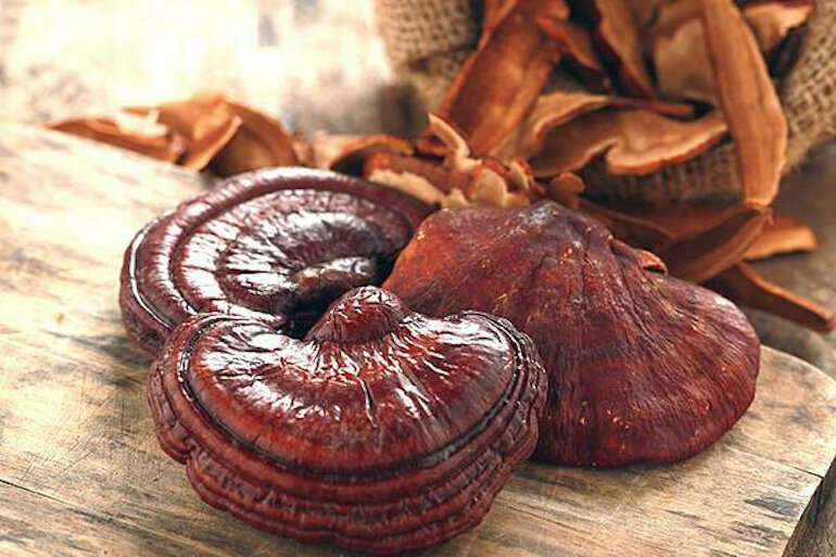 Vietnamese Ganoderma (Red Ganoderma)