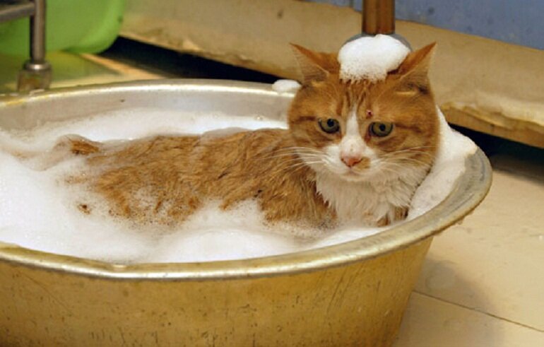 Flea shampoo for cats is an effective and safe solution