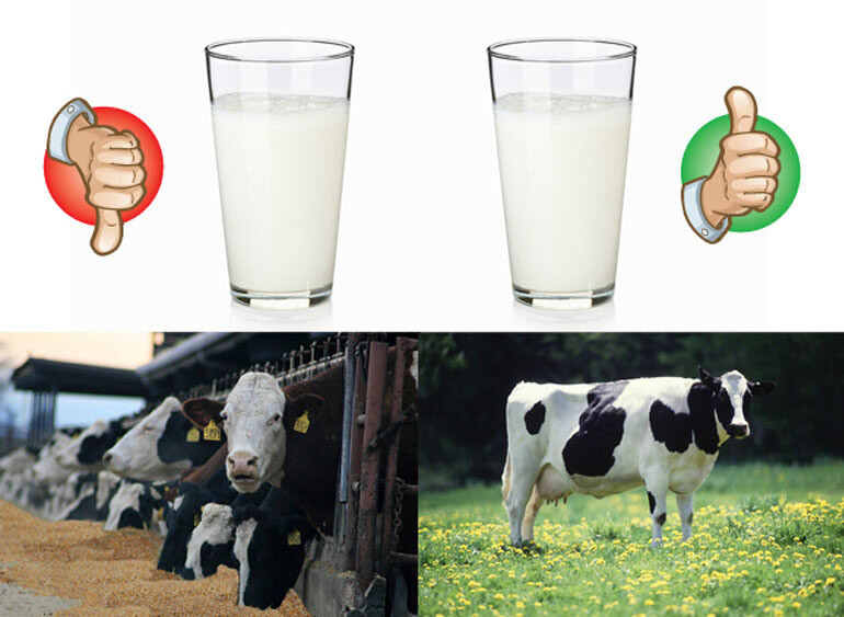 sữa công thức organic