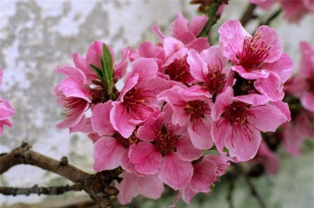 3 bước để hoa đào nở đúng dịp Tết | websosanh.vn