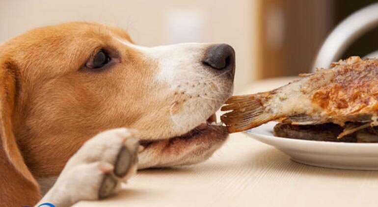 Taste is always something that excites dogs