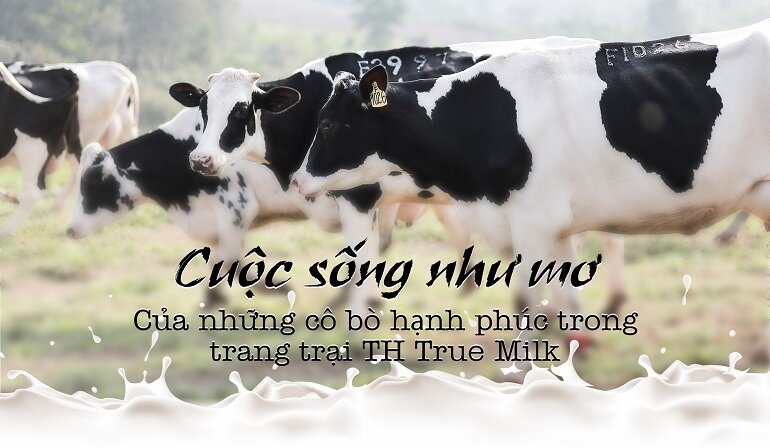 Trang trại bò TH True Milk đạt tiêu chuẩn organic