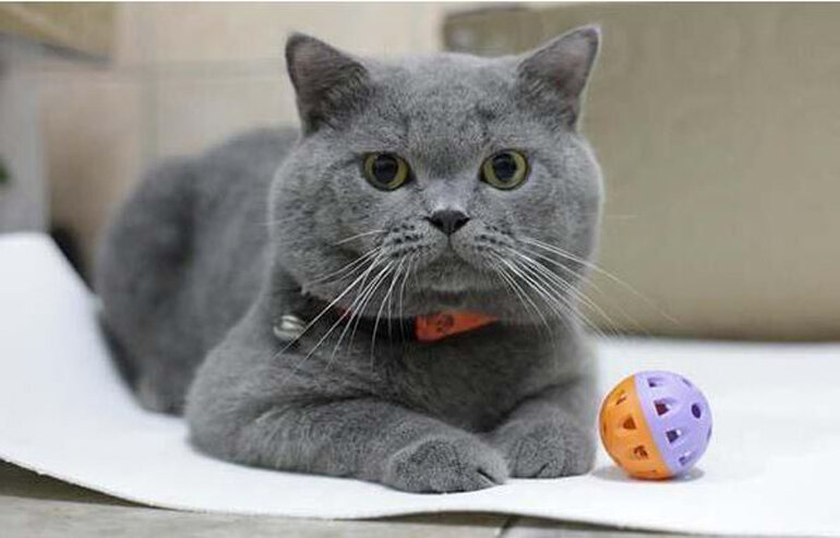The British Shorthair is the oldest cat breed in the world today