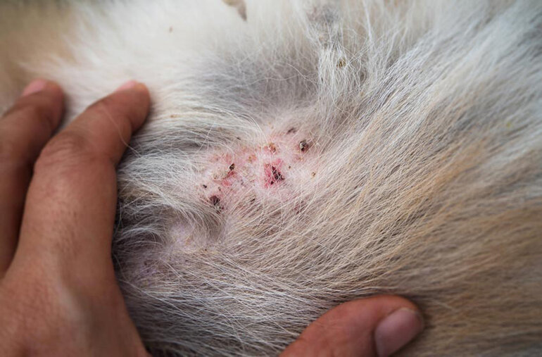 Chó bị rụng lông do nhiễm khuẩn