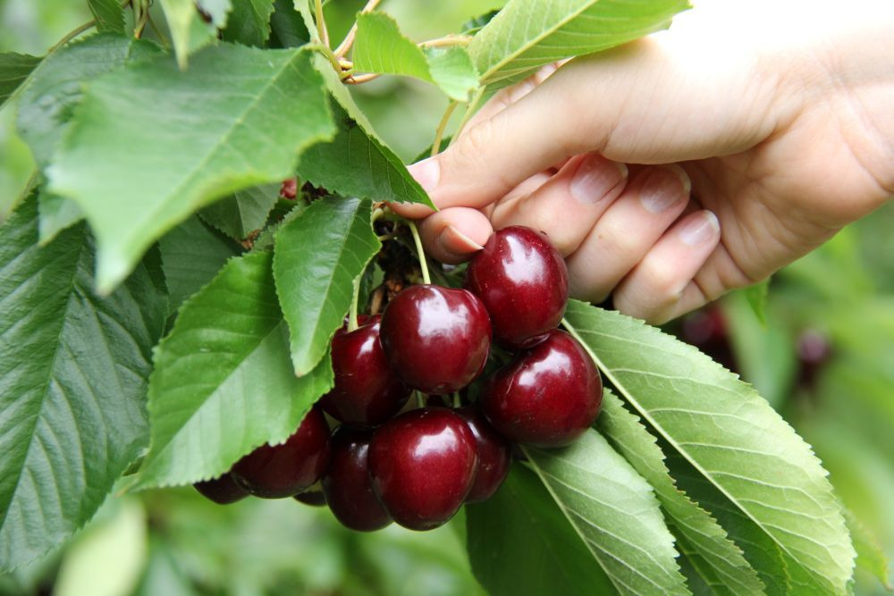 Cherry Úc nhập khẩu bao nhiêu 1kg