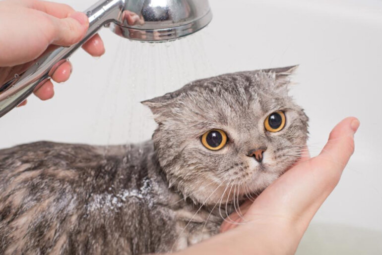 Clean and bathe cats thoroughly to prevent fleas