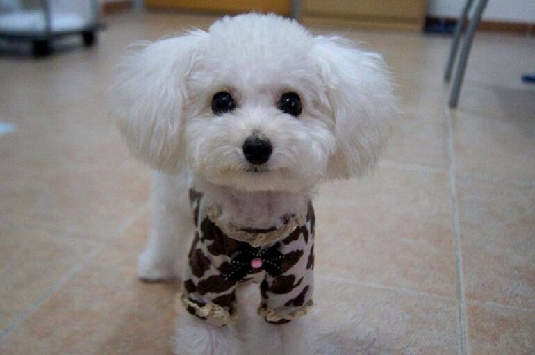 White Poodle Dog