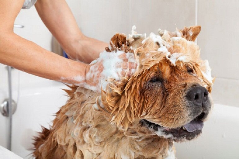 Choose shower gel for German Shepherd dogs with a PH level of about 7 to 7.14