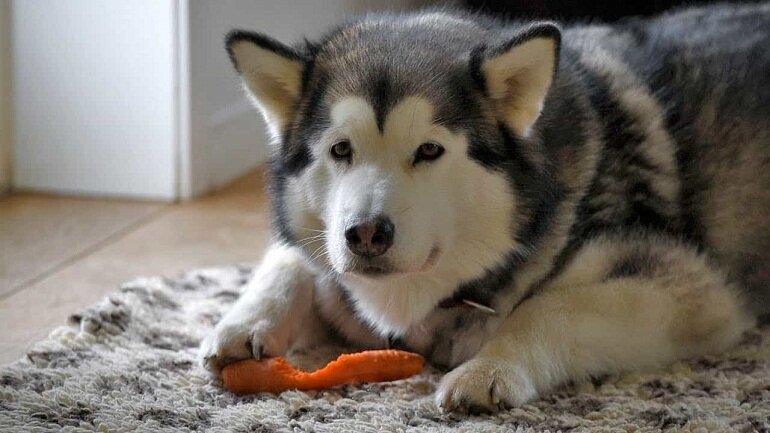 Alaska là giống chó vô cùng nhanh nhẹn và thông minh, có xuất xứ từ Phương Tây