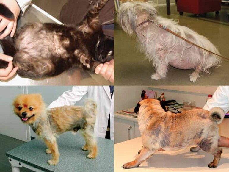 Dogs with dermatitis are not only unsightly but also affect their health