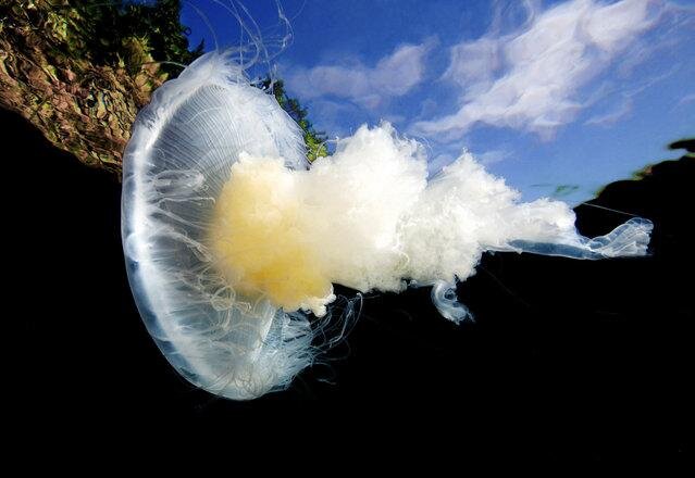 Fried egg jellyfish. (Photo by David Hall)