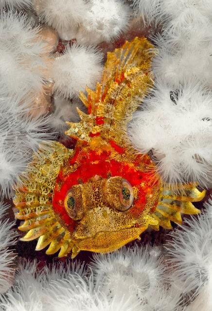 Red Irish lord sculpin with plumose anemones. (Photo by David Hall)