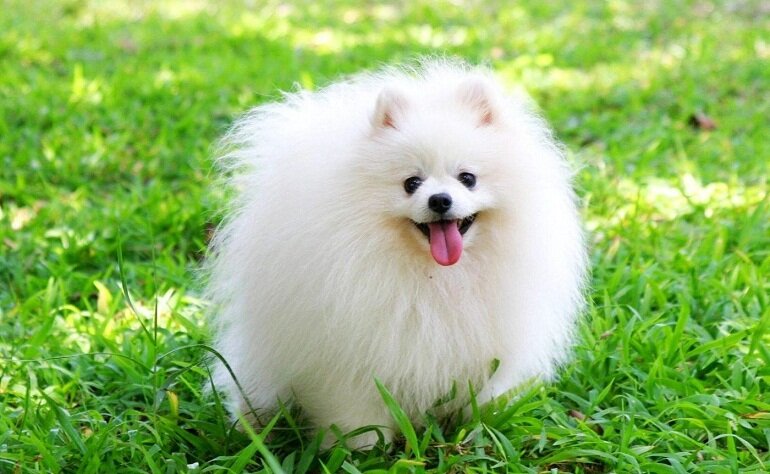 Pomeranian