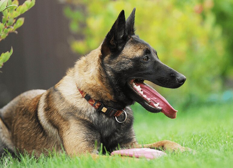 Malinois dogs originate from Belgium.