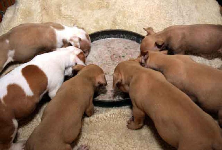 What do puppies eat?