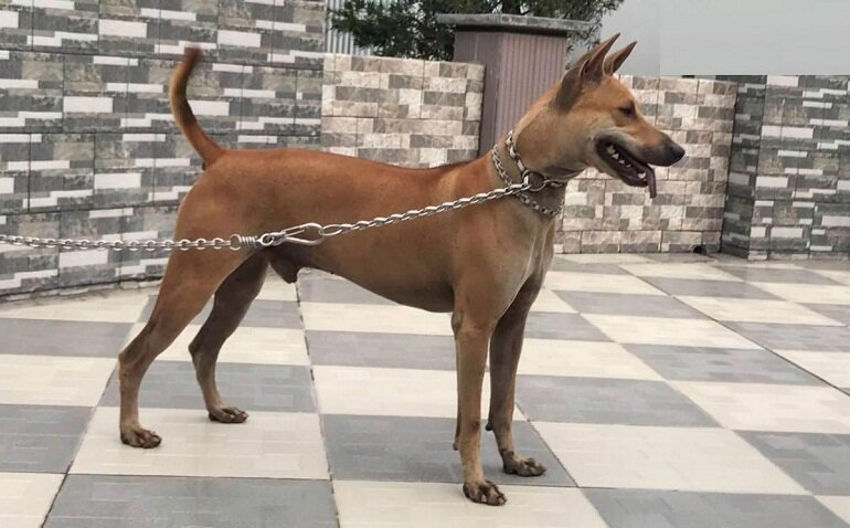 Do not chain Phu Quoc dogs often because they will become more aggressive