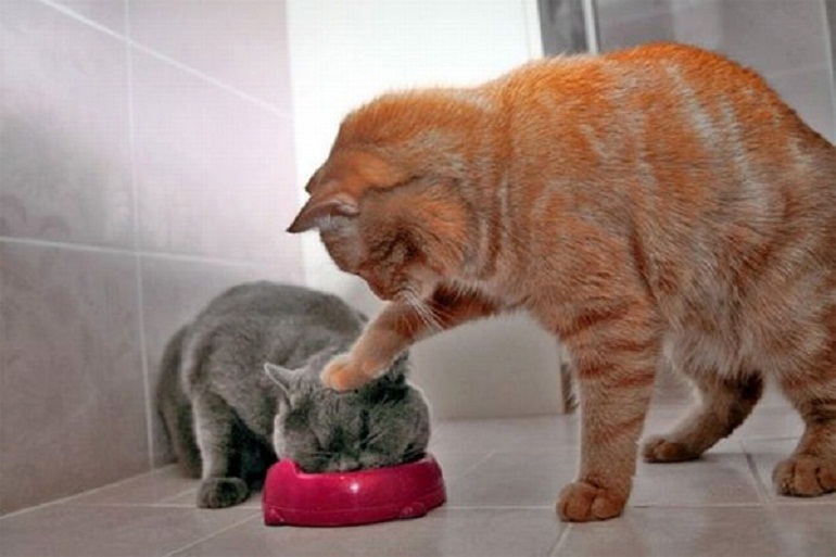 Mỗi bữa chỉ nên cho mèo ăn 3-4 thìa thức ăn là đủ
