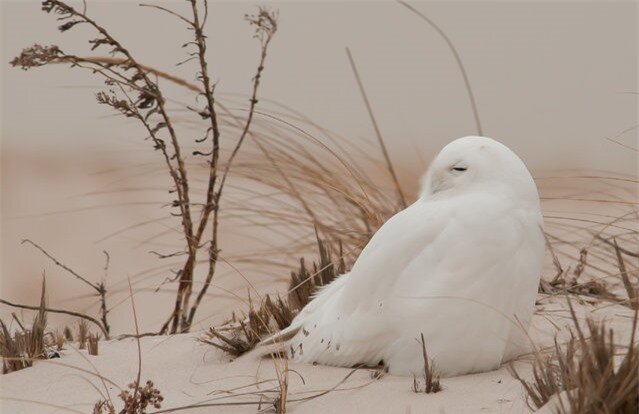 “Snowy old”. Not too far from the daily “rush hour” campaign one can visit one of nature's most special environments – Jones Beach, New York, the west end. It's a perfect host for various bird of prey species throughout the four seasons. Each winter hundreds of birders and photographers travel in search of the snowy owl. Photo location: Long Island, NY. (Photo and caption by David Dillhoff/National Geographic Photo Contest)