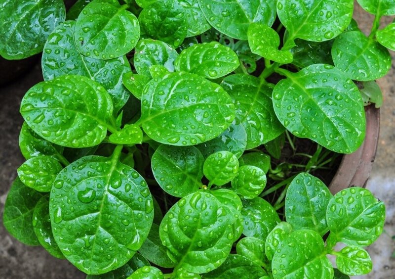 Malabar spinach is a special vegetable that contains a lot of vitamins A, B3, mucus, and iron, which are good for pregnant women and postpartum mothers.