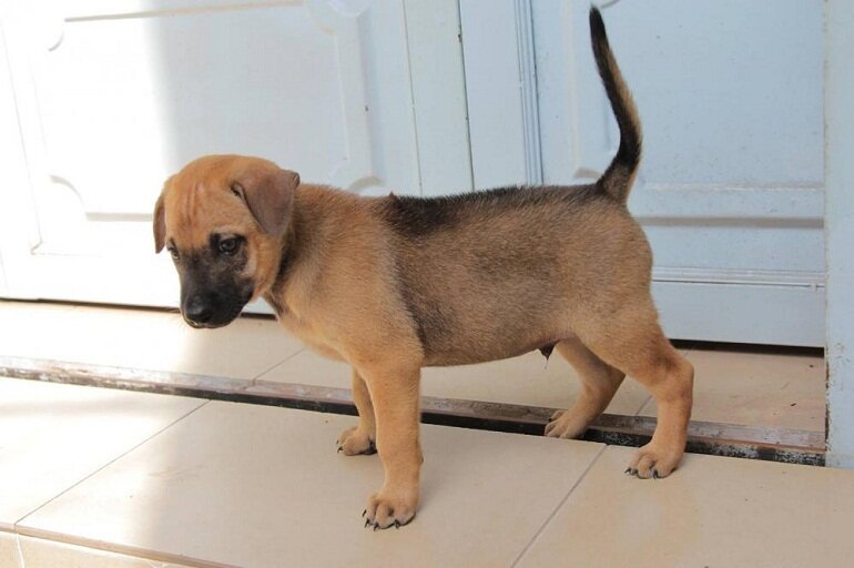 1-month-old puppies can begin to practice weaning and get used to foods other than mother's milk