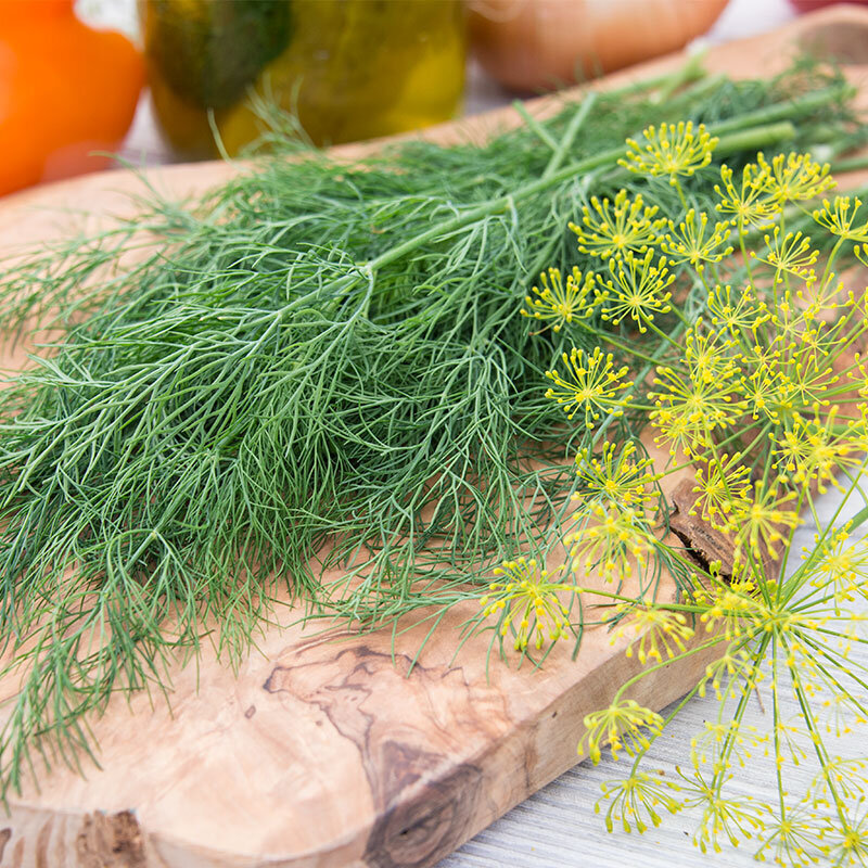 Dill is a valuable herb that effectively increases milk production in postpartum mothers