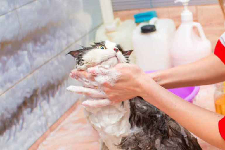 Tắm cho mèo bằng sữa tắm hay dầu gội đồi của người được không? | 