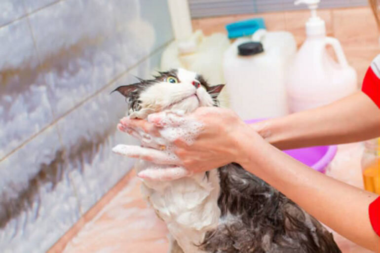Tắm cho mèo bằng sữa tắm hay dầu gội đồi của người được không?