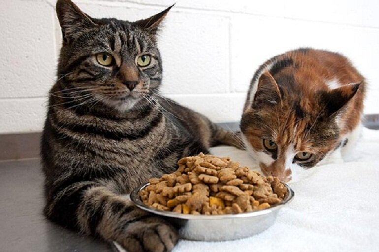 Dry food is chosen by many cat owners