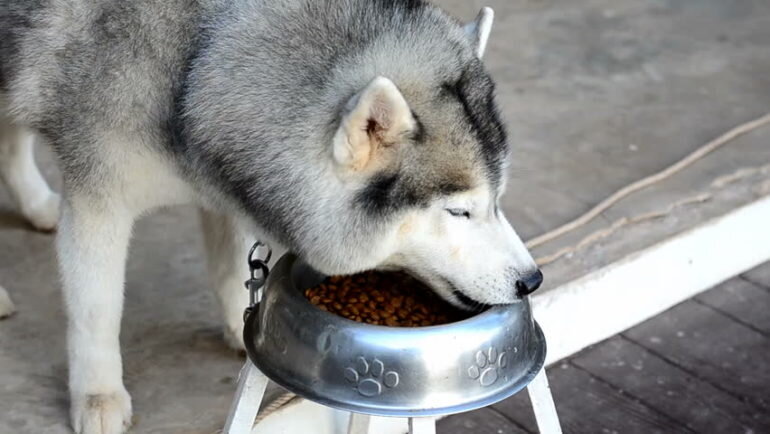 You should not feed Alaskan dogs bones that have not been ground