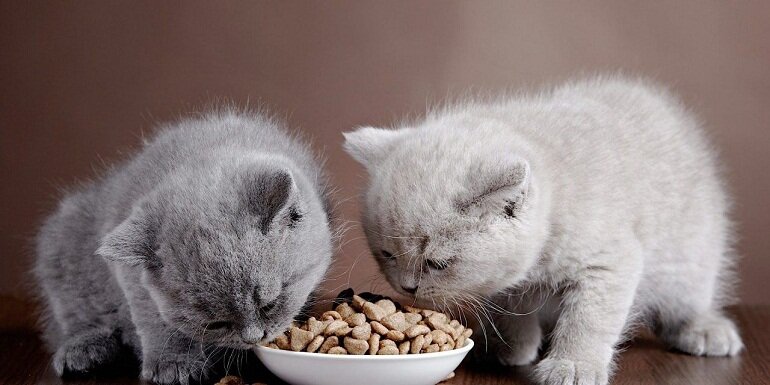 thức ăn khô cho mèo có tốt không?