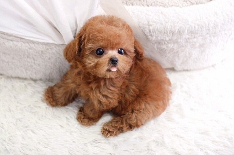 Thức Ăn Cho Chó Poodle Nhỏ Theo Từng Tháng Tuổi | Websosanh.Vn