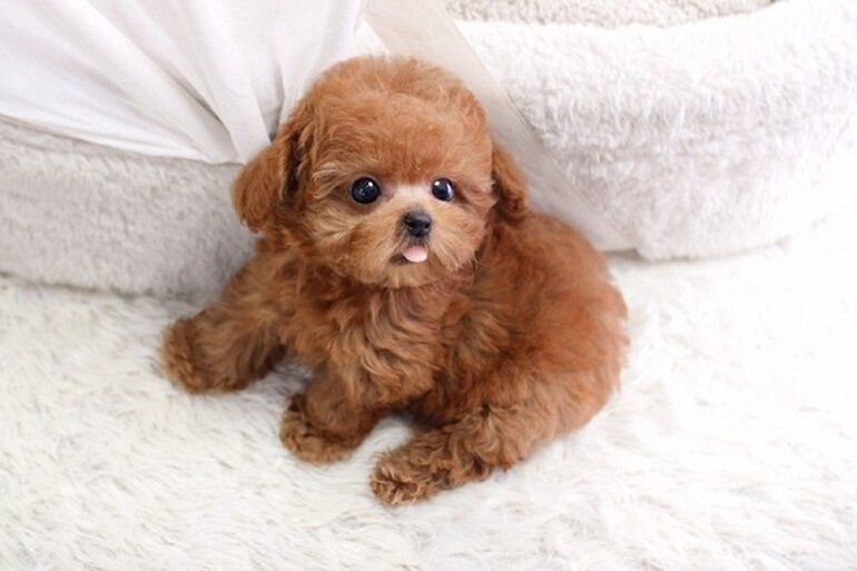 Poodle dogs have an extremely cute appearance with special fuzzy fur