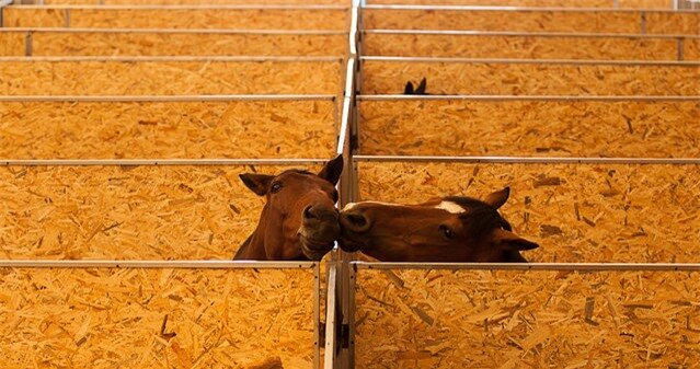 “Kiss”. Kissing horses in the barn. Photo location: Turkey. (Photo and caption by Murat Yılmaz/National Geographic Photo Contest)