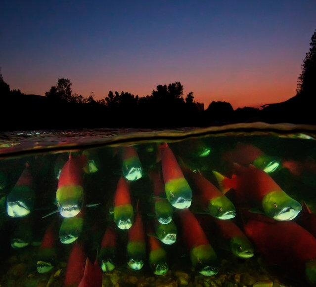 Sockeye salmon. (Photo by David Hall)