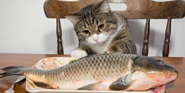 Mother cats should not be fed raw fish or other raw foods.