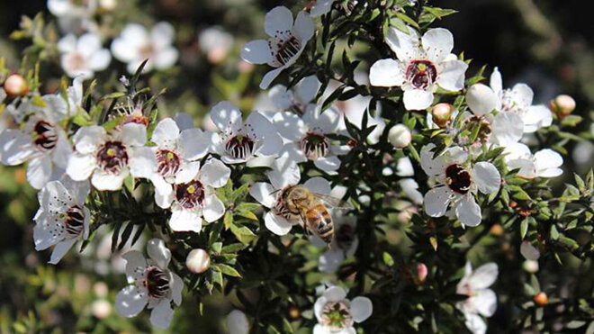 hoa manuka