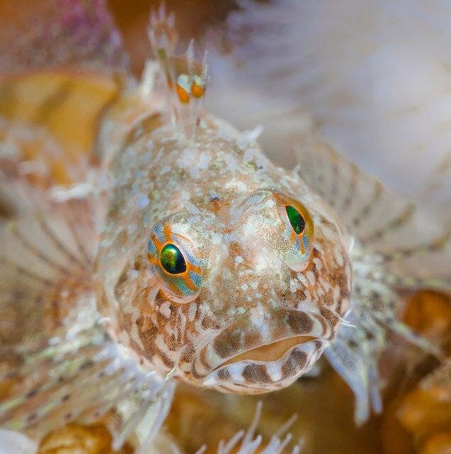 Scalyhead sculpin. (Photo by David Hall)