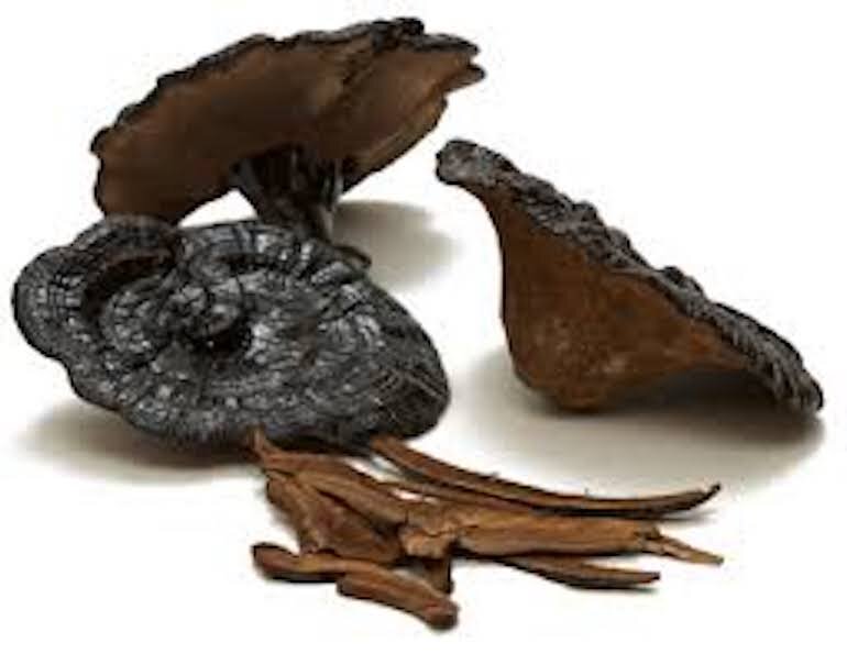 Black Ganoderma mushroom detoxifies the body and prevents aging