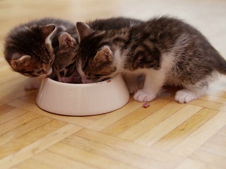 You can give a 1-month kitten solid food if the kitten has lost its mother or the mother cat does not have enough milk