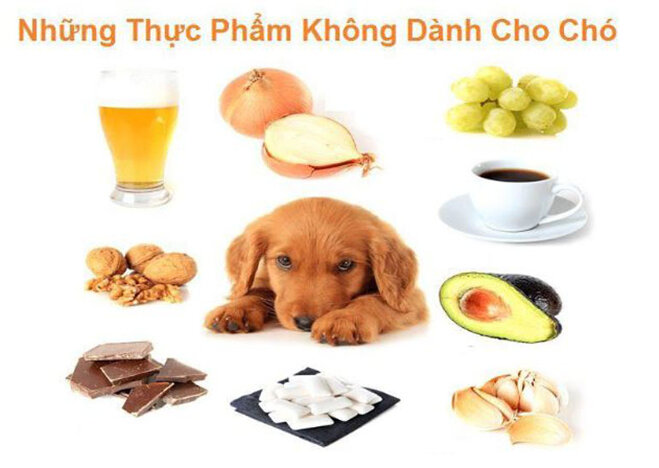 Các thực phẩm chó con 2 tháng tuổi không nên ăn